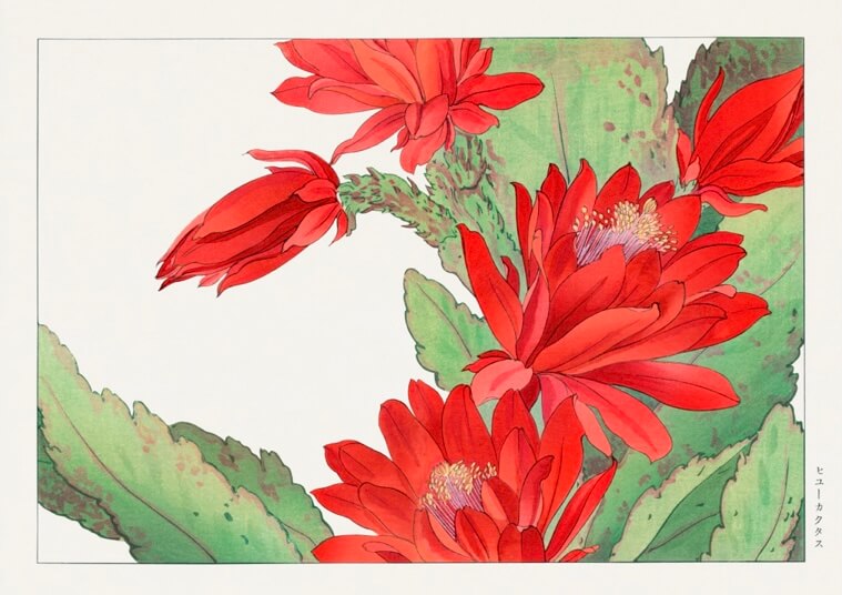 Phyiiocactus-blomsten by Posters har et botanisk plakat af levende røde kaktusblomster og grønne blade i fuldt flor med sarte kronblade og støvdragere på en almindelig hvid baggrund.