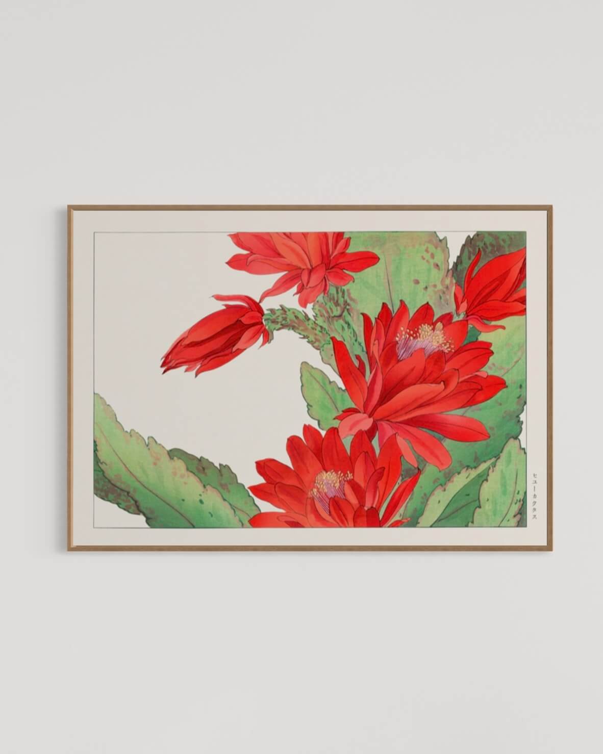 Phyiiocactus-blomsten