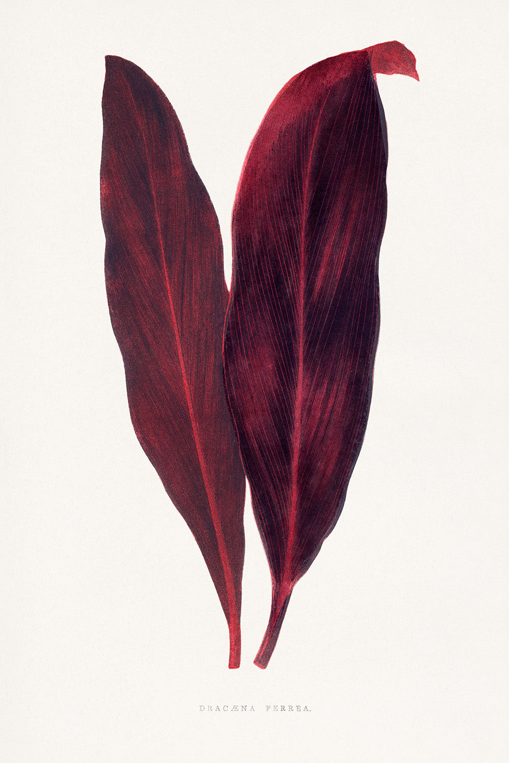 To dybt lyserøde Dracaena Ferrea-blade med synlige årer er vist side om side på en hvid baggrund. "Pink Dracaena Ferrea leaf illustration" af Posters er trykt nedenunder og skaber et dristigt botanisk kunstværk i plakatstil.