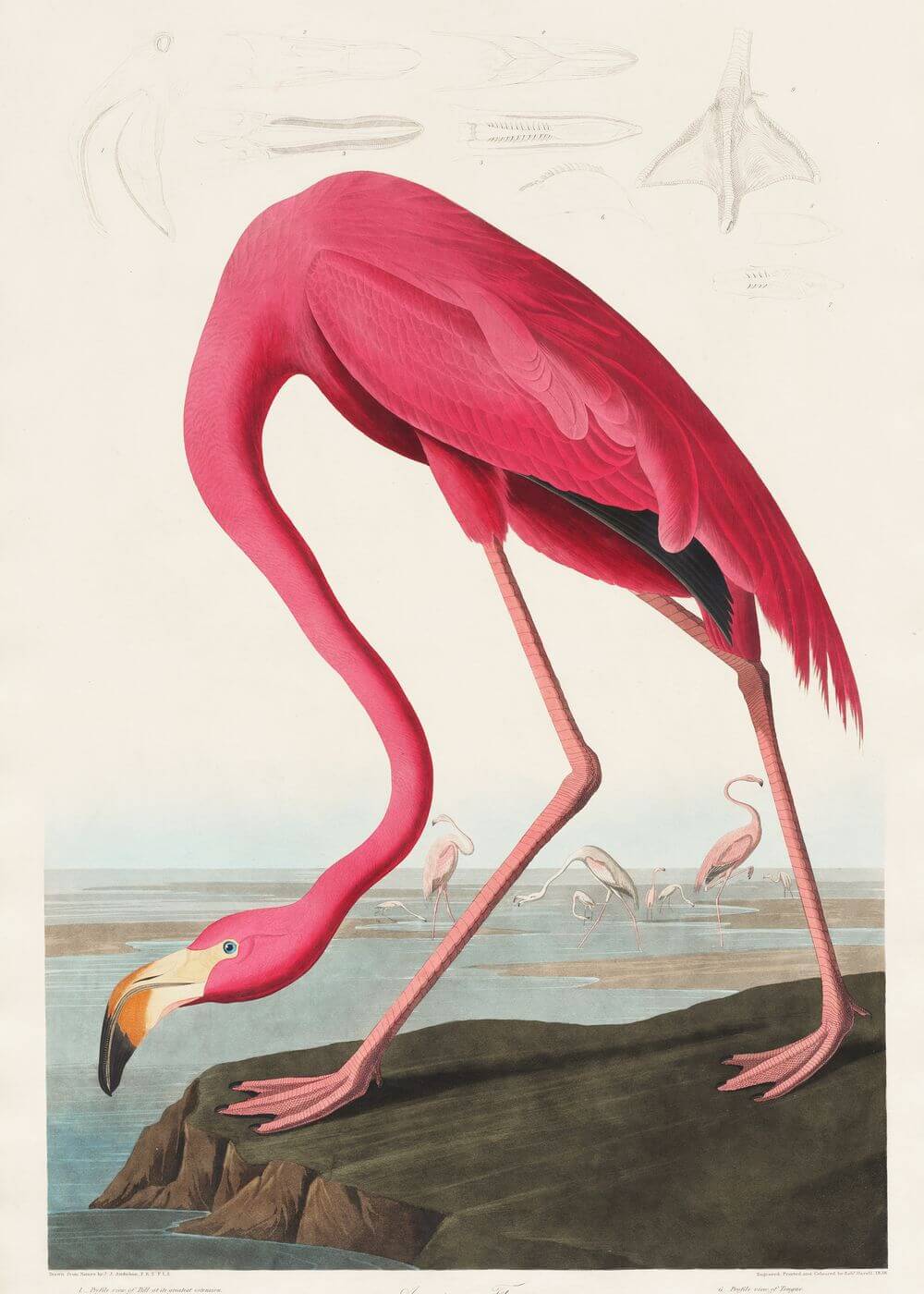 Pink Flamingo fra Birds of America by Posters viser en livlig flamingo på en klippekyst med andre, der vader i nærheden, alt sammen i en vintage plakatstil med subtile anatomiske skitser ovenover.