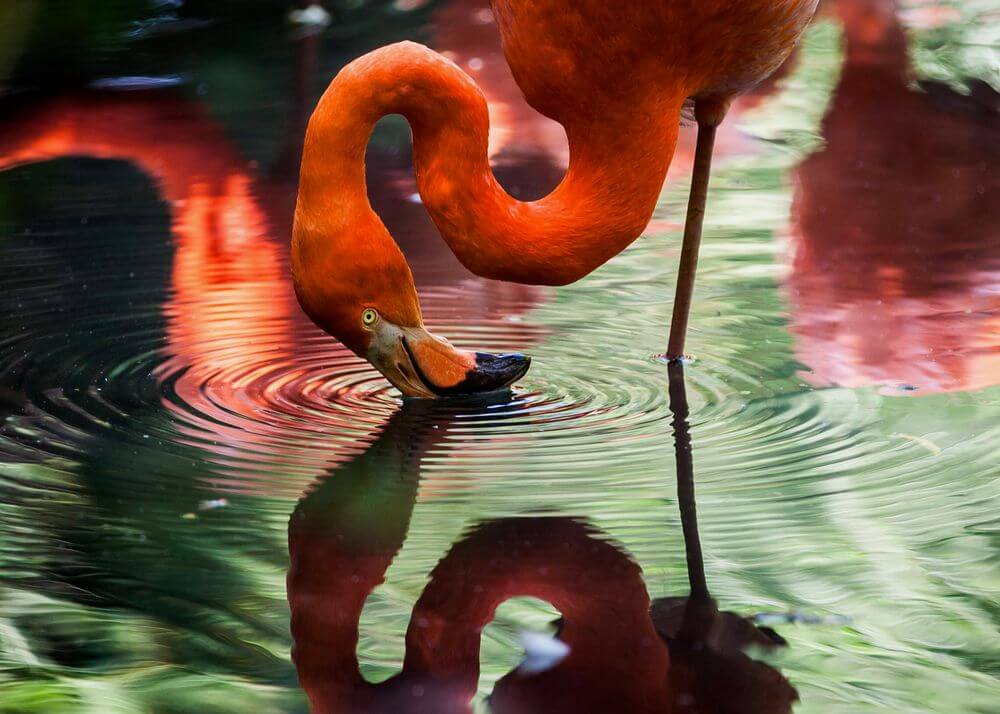 Pink Flamingo in Water