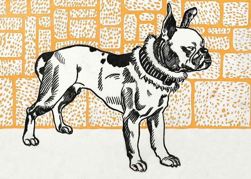 Sort tuschskitse af en Pitbull med flæsekrave foran en gul og hvid stenmønstret væg-Posters' "Pitbull - Moriz Jung" er en fed plakat til hundeelskere og kunstfans.