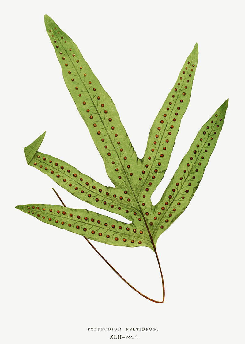 Polypodium Peltideum