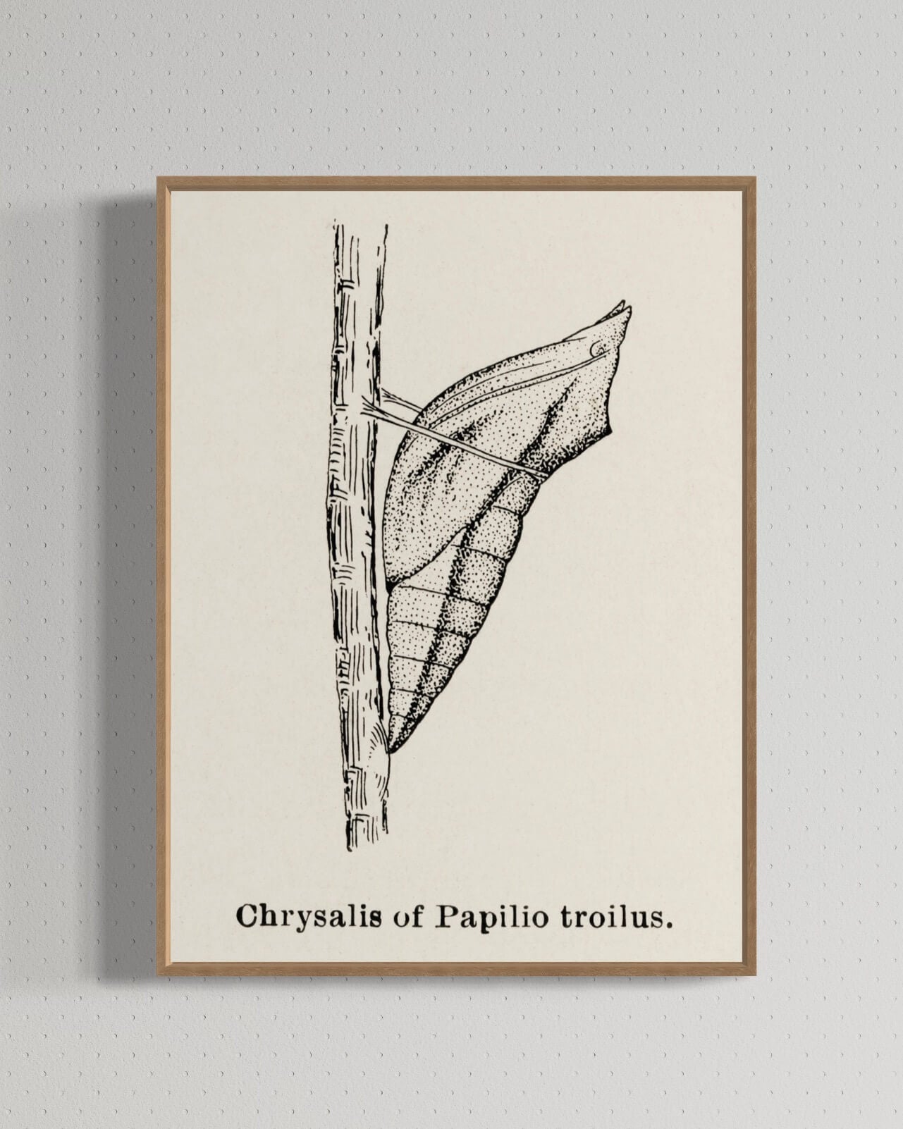 Puppe af Papilio troilus