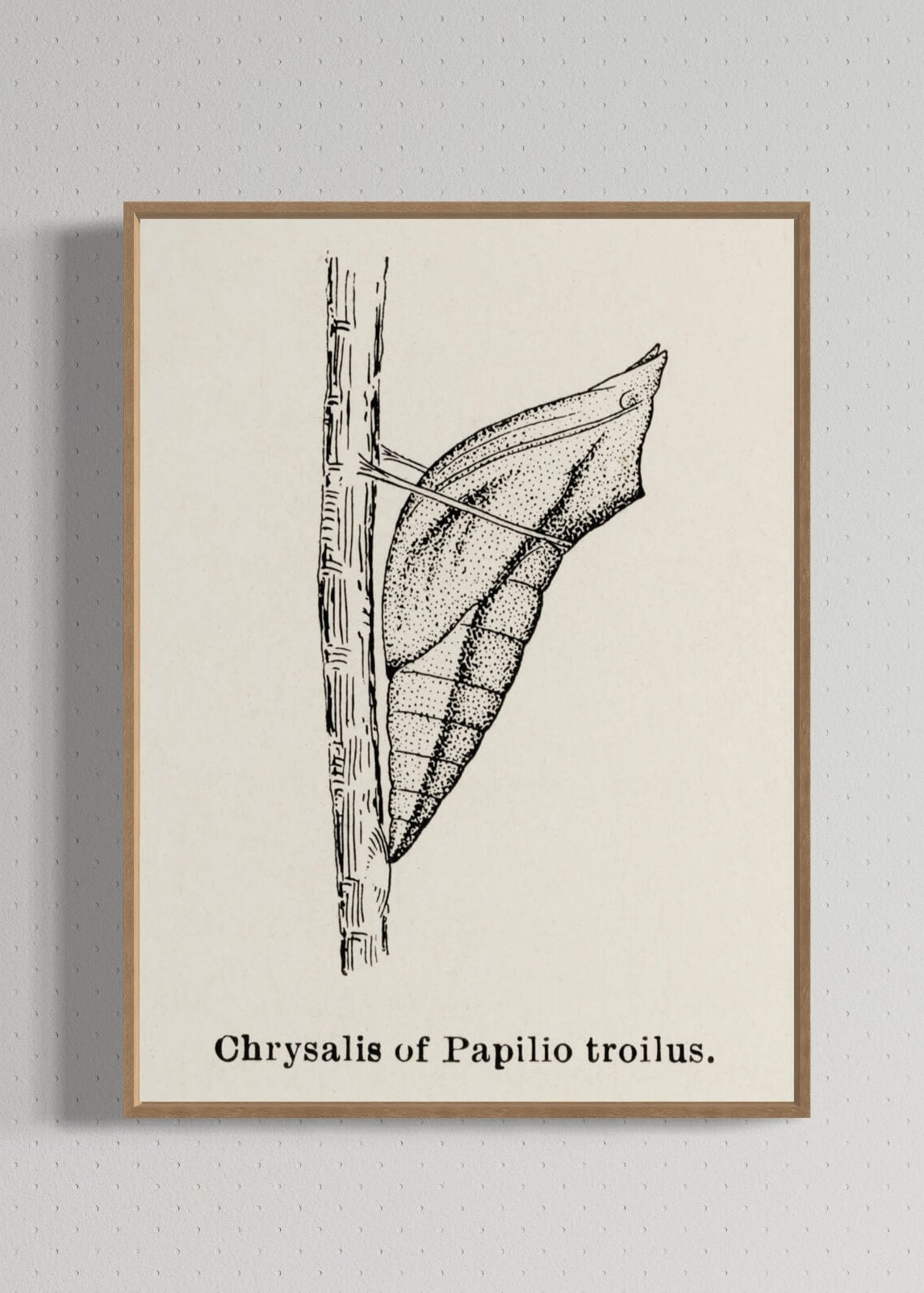 Puppe af Papilio troilus