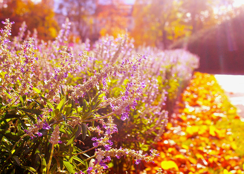 Purple Blooming Plant