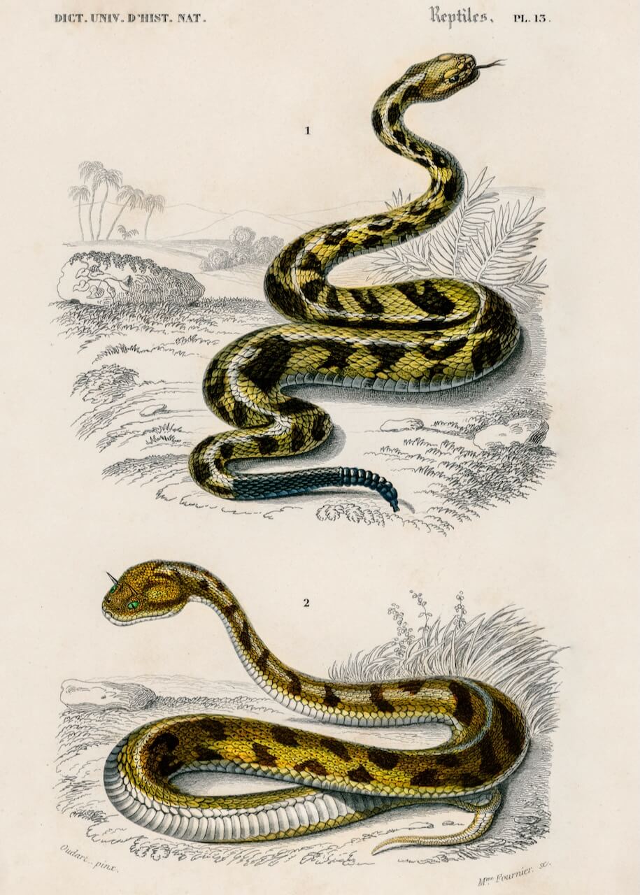 Rattlesnake and Saharan horned Viper" fra Posters viser to sammenrullede slanger med løftede hoveder, der viser gule, grønne og brune skæl, midt i planter og et naturligt landskab i detaljeret videnskabelig kunst.