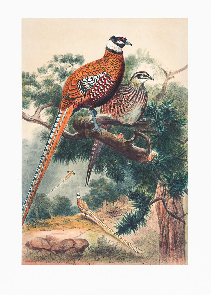 Reeves’ Pheasant