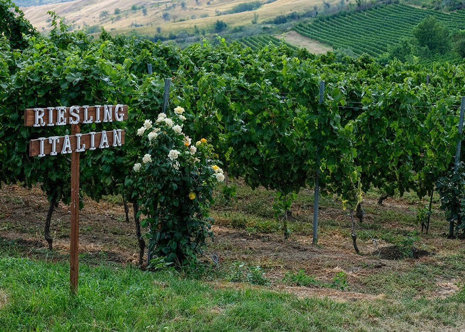 Riesling på italiensk vinmark
