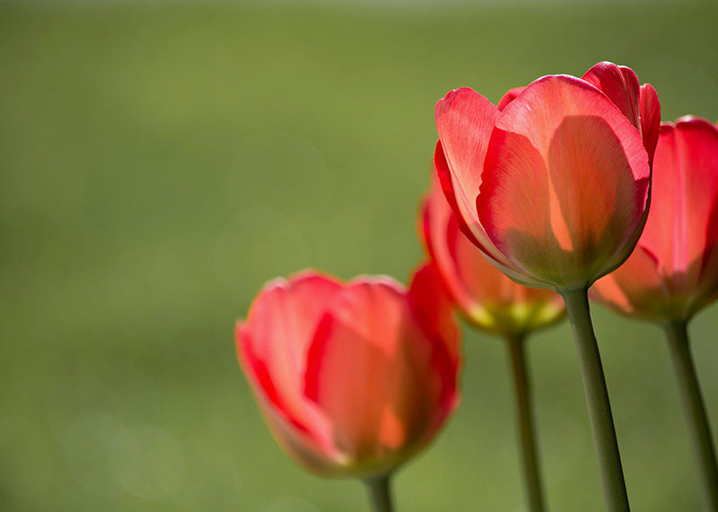 Røde tulipaner