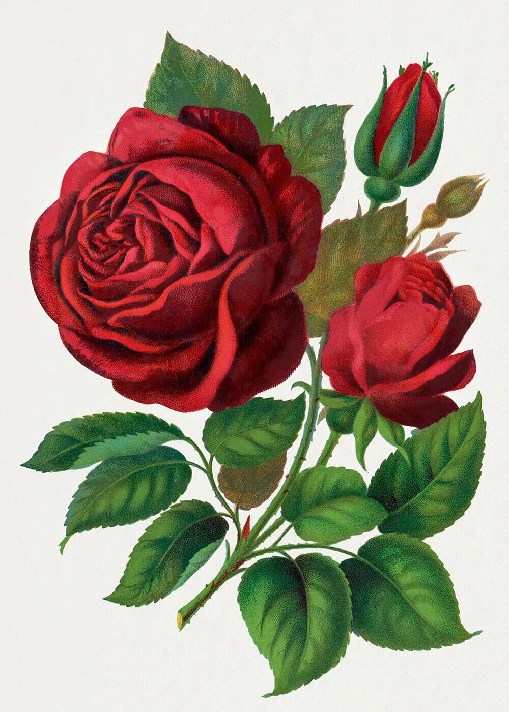 'Roser - tegnet' af Posters har en plakatillustration af en blomstrende rød rose, en mindre rose, en rosenknop og frodige grønne blade på en lys baggrund.