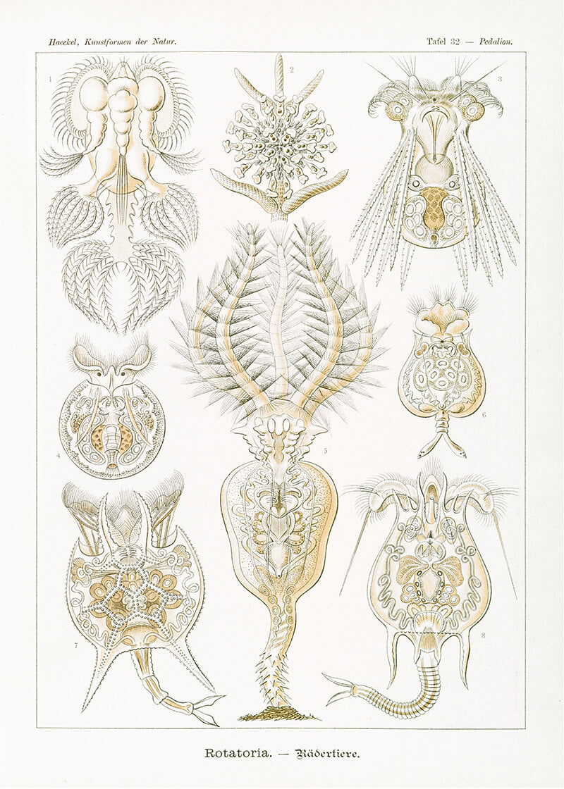 Rotatoria–Rädertiere