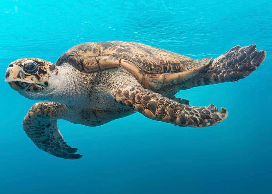 Skildpadden på dybt vand