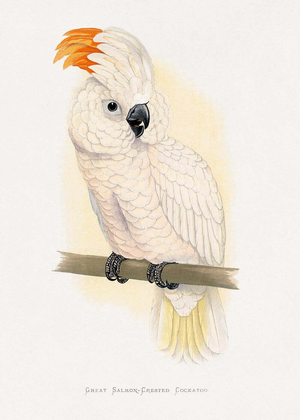 Salomon crested cockatoo