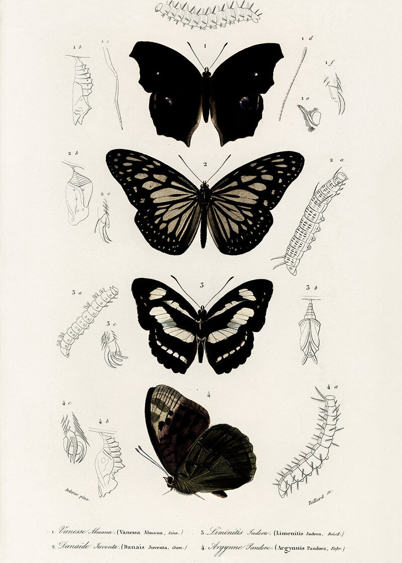 Samling af sommerfugle