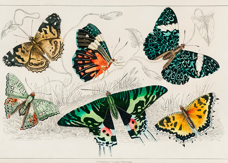 Samling af udvalgte sommerfugle