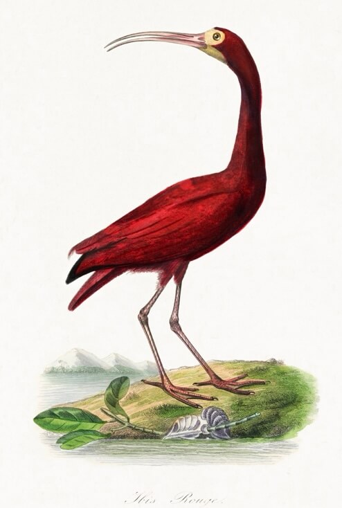 Scarlet ibis - den røde fugl