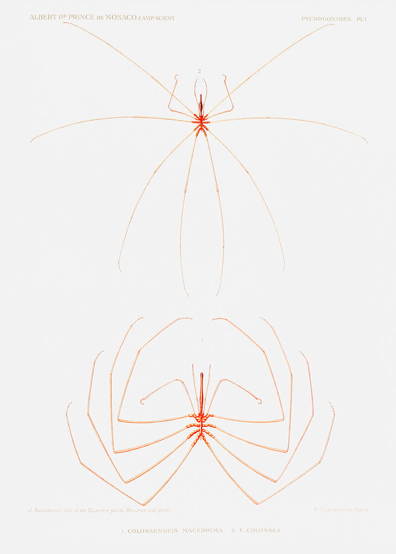 Sea Spider - Colossendeis minor