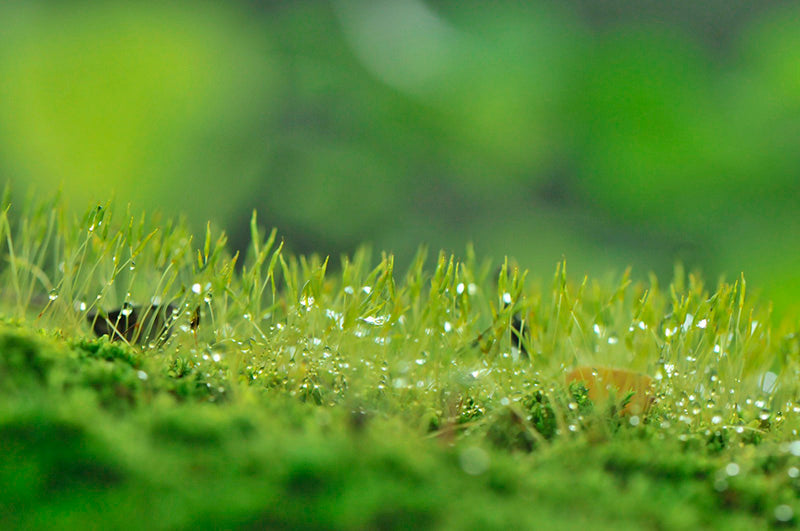 Serene Grass