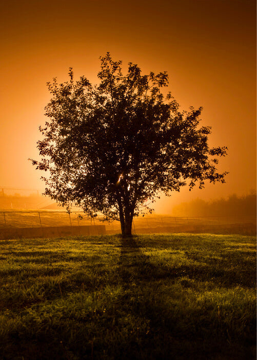 Posters' "Siluet af træ ved solnedgang" viser et ensomt træ på græs, oplyst af et skarpt orange lys, der kaster en lang skygge, der leder tankerne hen på minimalistisk plakatkunst.