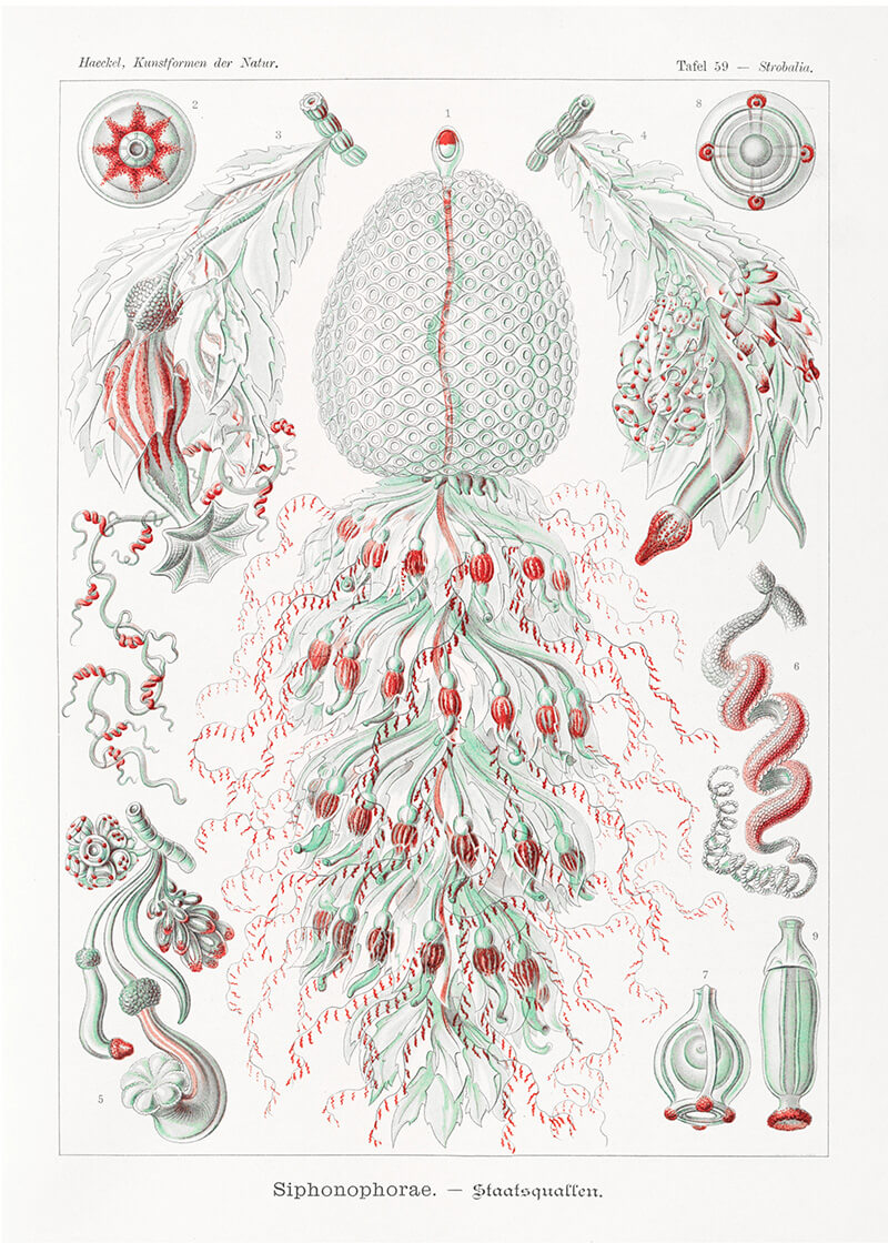 Siphonophorae–Staatsquallen II