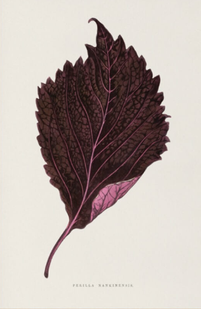 Pink Perilla Nankinensis
