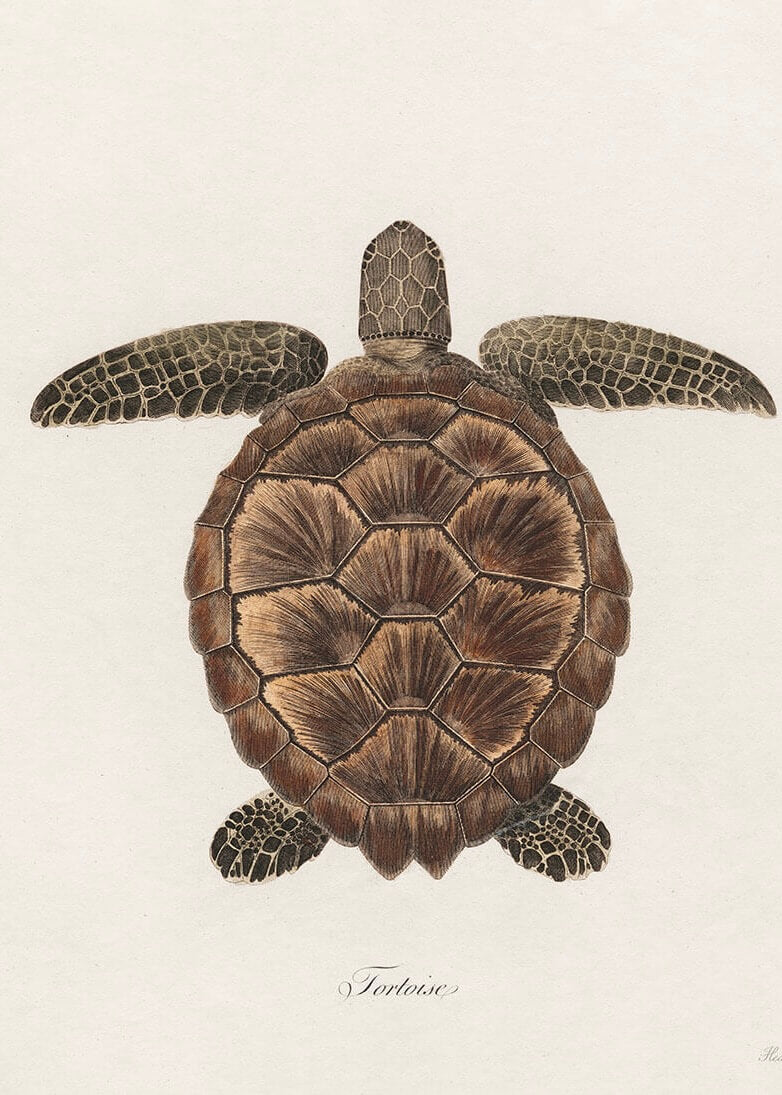 En detaljeret plakatillustration fra Posters af Skildpadden, en brun landskildpadde med et struktureret, mønstret skjold og fire svømmefødder, set ovenfra på en almindelig lys baggrund. "Skildpadden" er skrevet under billedet.