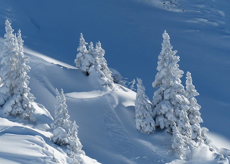 Plakaten "Snebeklædte grantræer" fra Posters viser snedækkede grantræer på en skrånende bjergskråning under en klar blå himmel, hvor glat uberørt sne former blide konturer i dette fredfyldte vinterbillede.