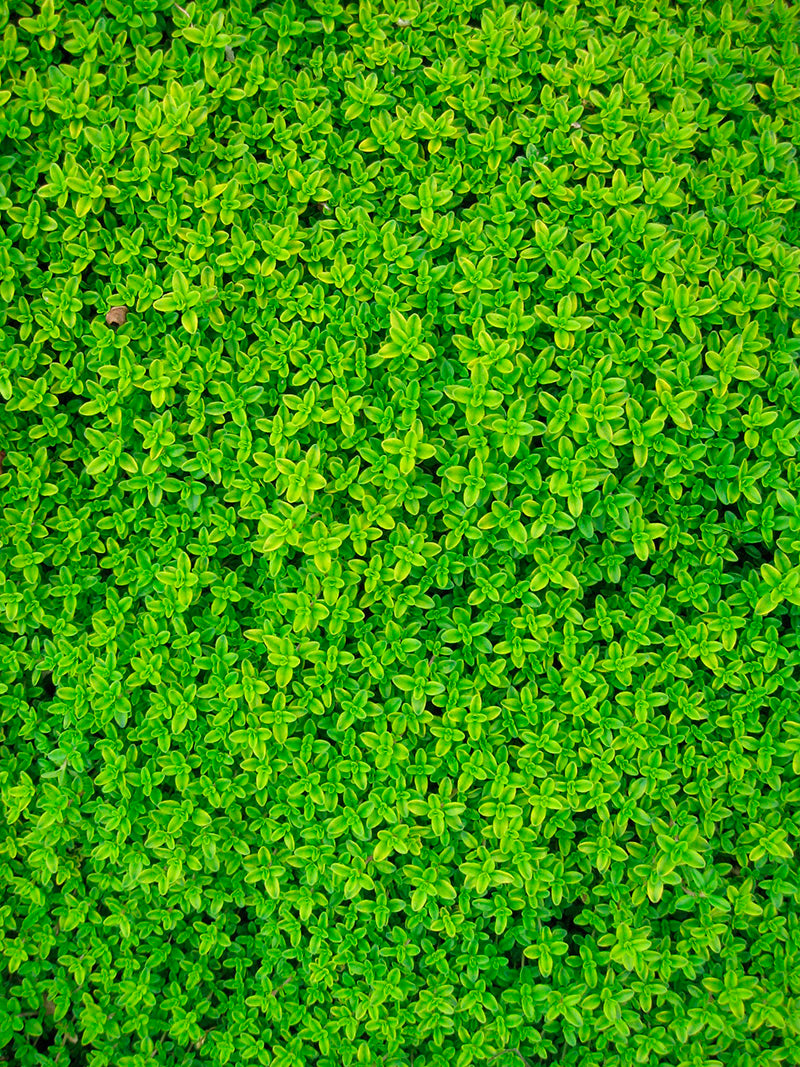 Soleirolia
