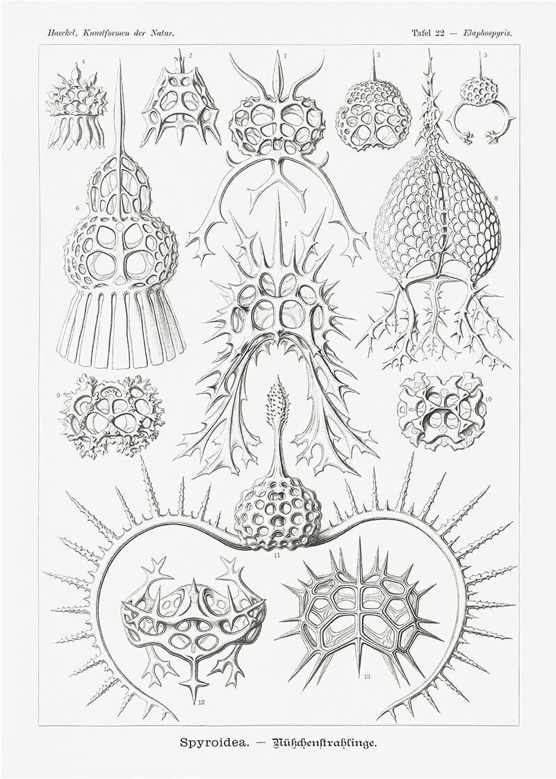 Spyroidea–Nükchenstrahlinge