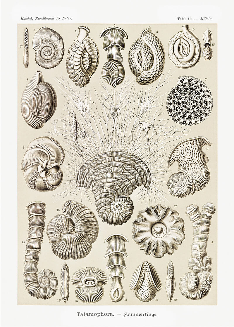 Talamophora–Kammerlinge