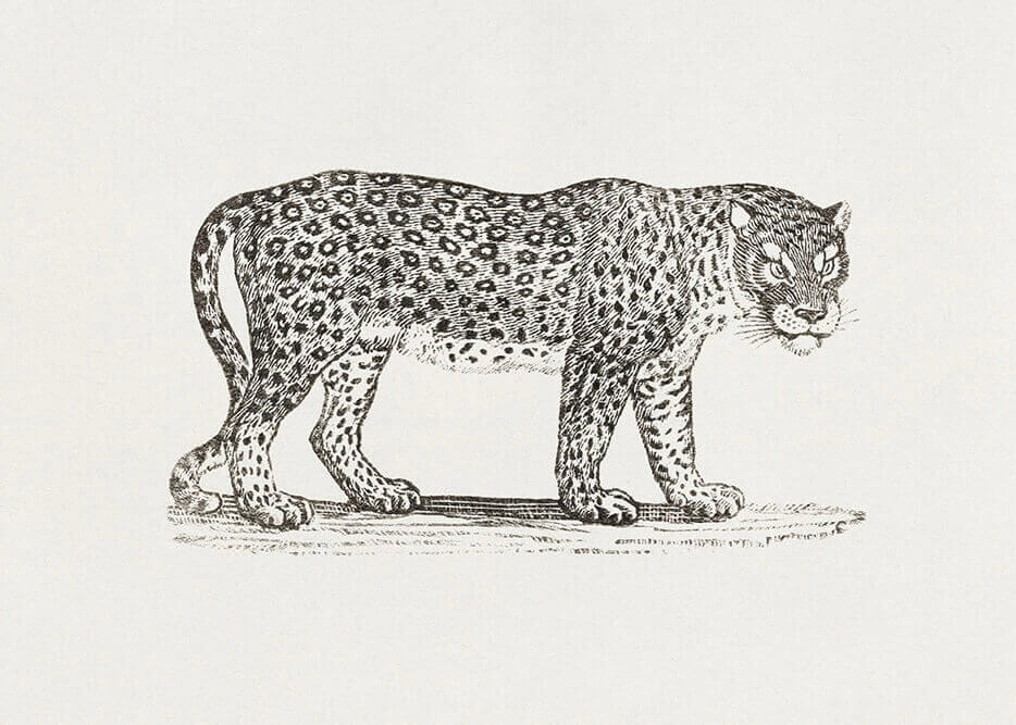 Posters' Tegnet leopard har en sort-hvid illustration i vintagestil af en leopard på alle fire, vendt mod højre, med detaljerede pletter og en struktureret pels på en ensfarvet baggrund.