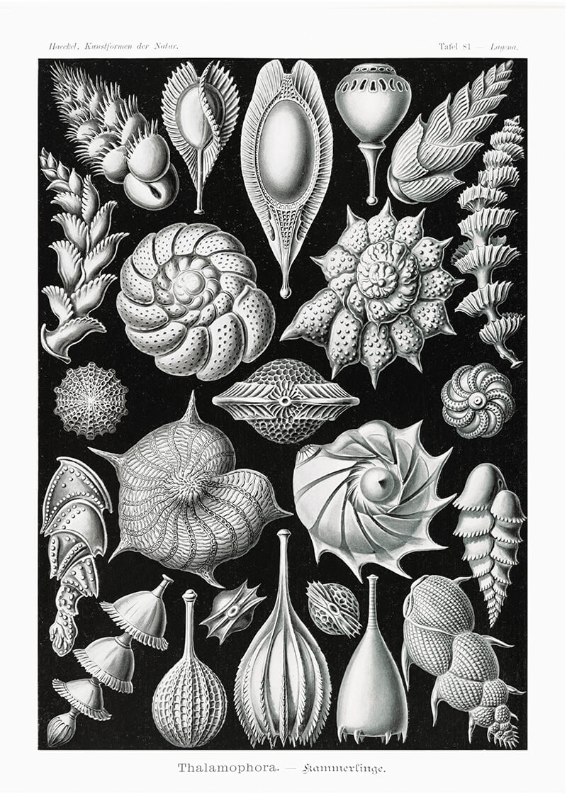 Thalamophora–Kammerlinge