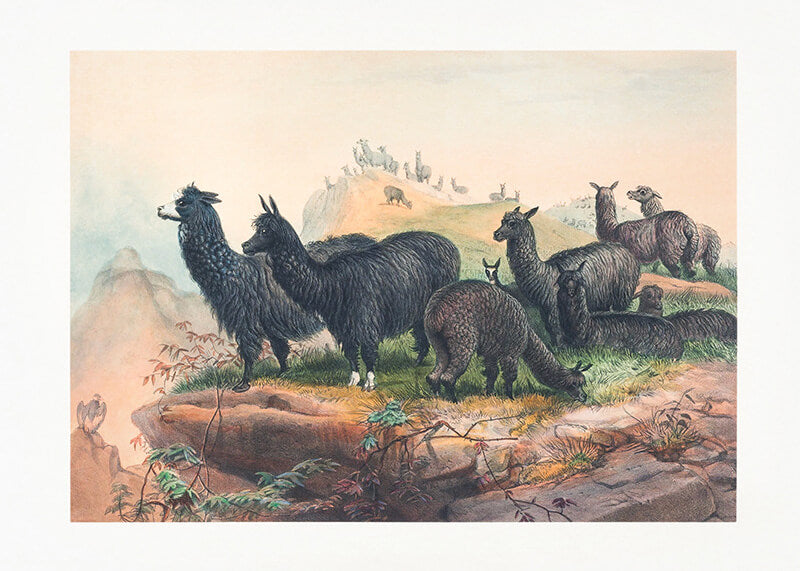 The Alpaca