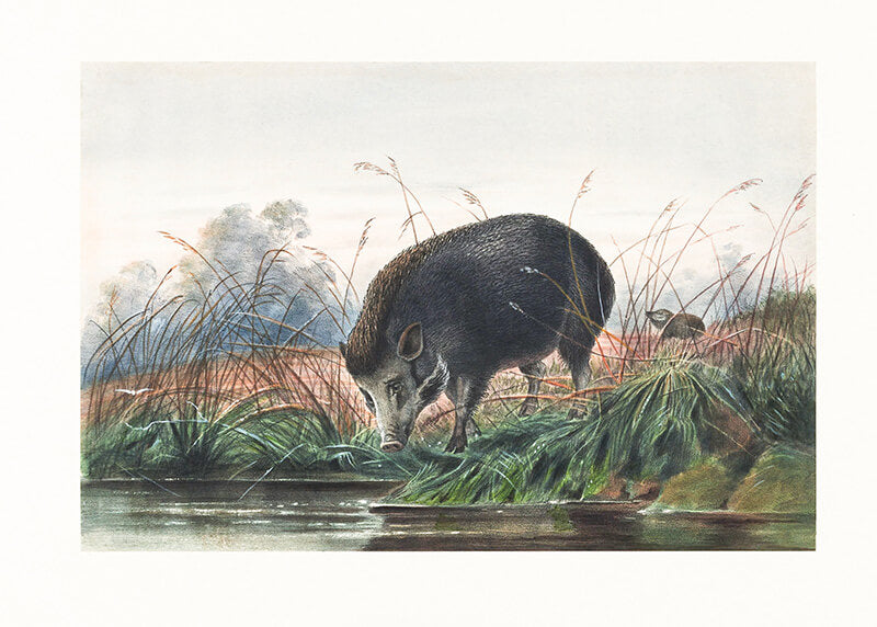 The Andaman Pig