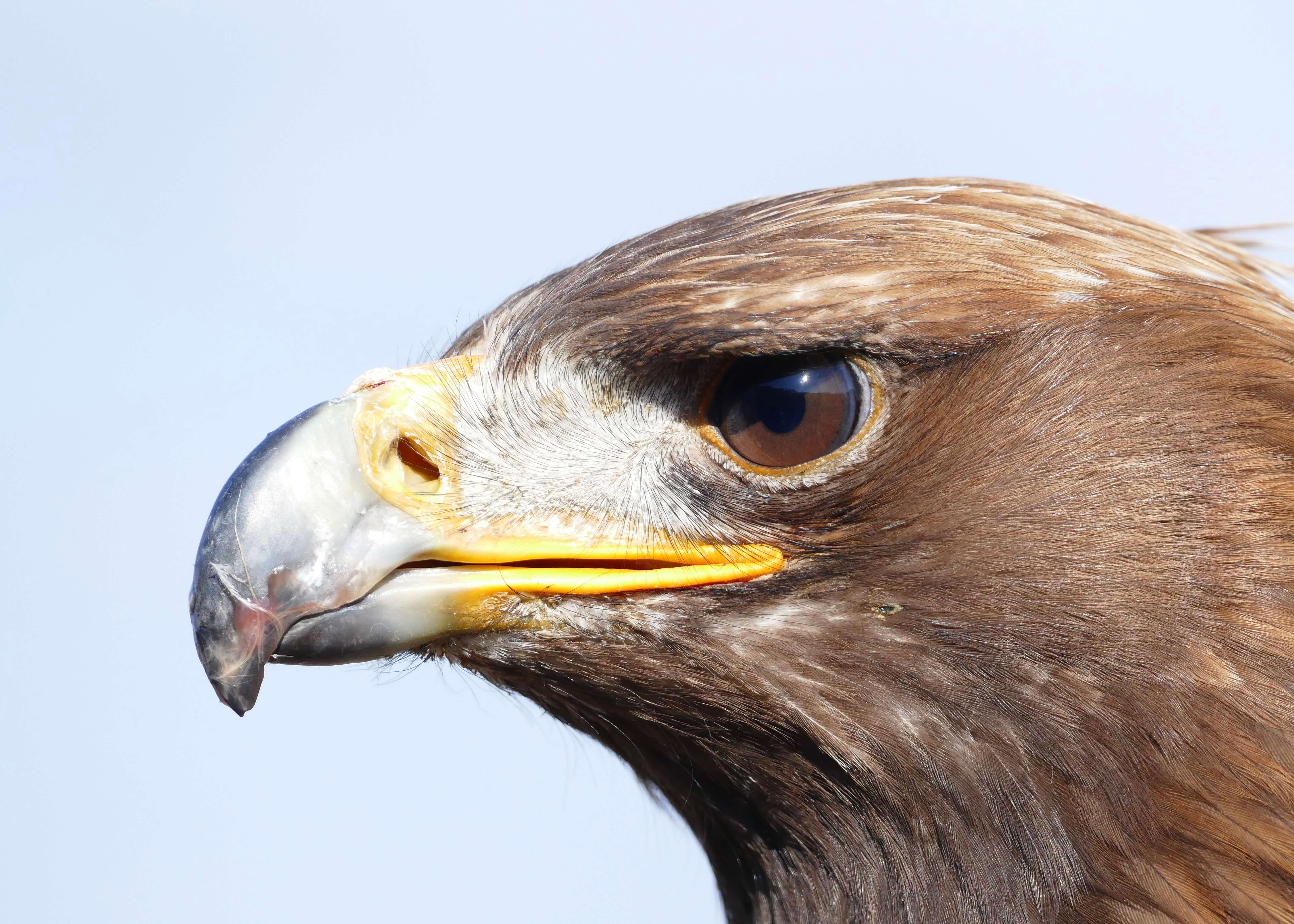 Sidebillede af en kongeørns hoved fra "The Eagle" af Posters, der viser det skarpe næb, den gule hjerne, det intense øje og de brune fjer på en lyseblå baggrund - ideel vægkunst til ethvert rum.