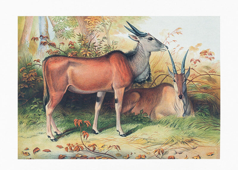 The Eland