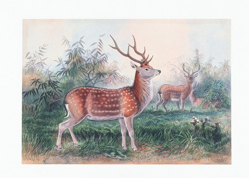 The Formosan Deer