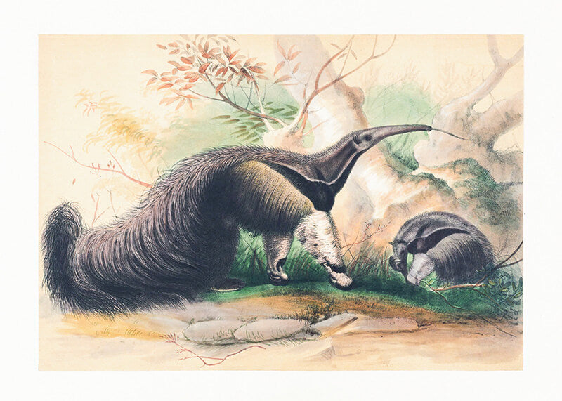 The Great Anteater