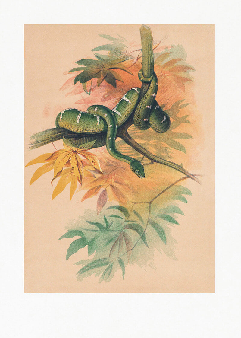The Green Boa