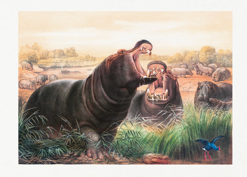 The Hippopotamus
