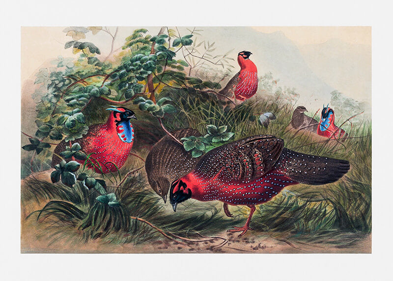 The Horned Tragopan