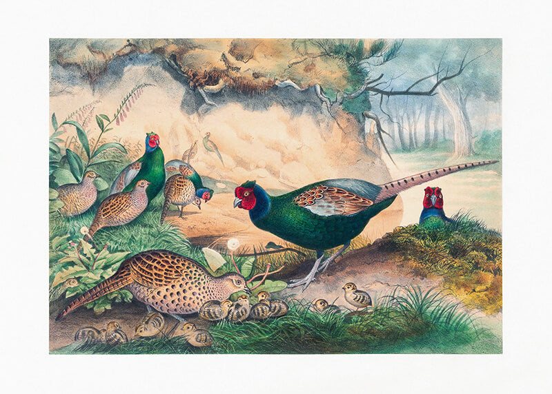 The Japan Pheasant