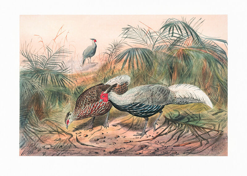 The Lineated Pheasant