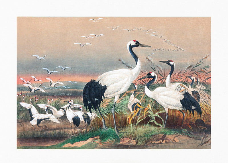 The Mantchurian Crane