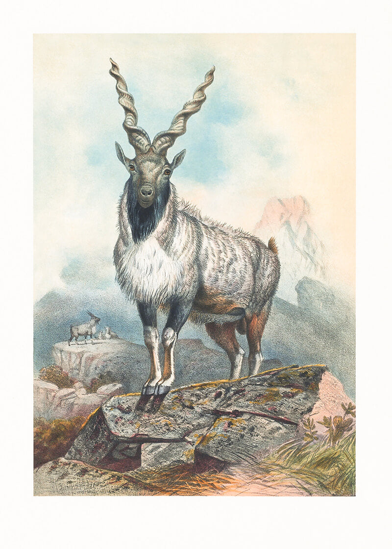 The Markhore
