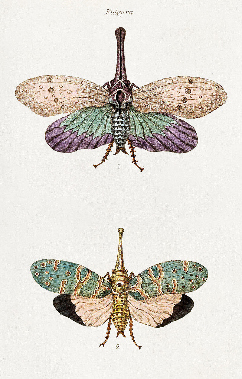The Moth