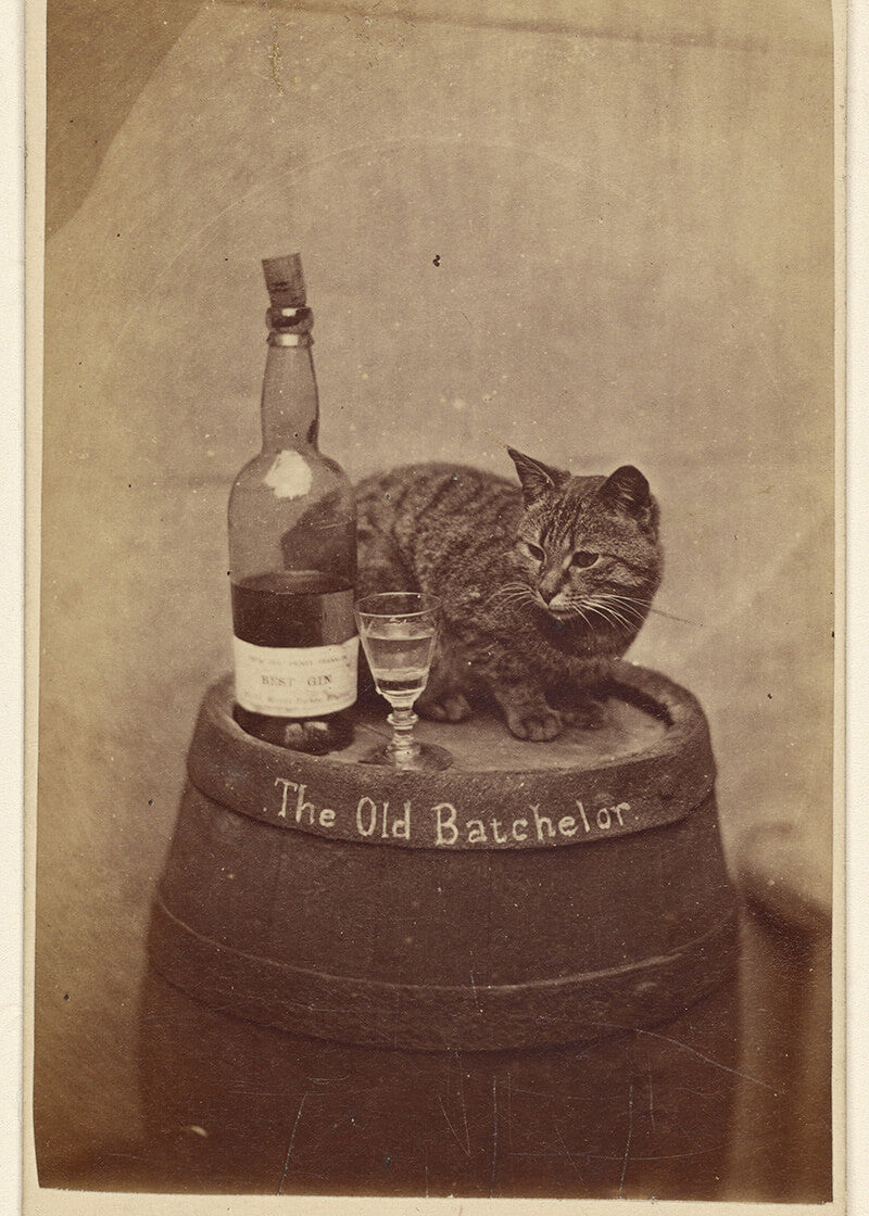 En kat sidder på en tønde mærket "The Old Batchelor" ved siden af en flaske og et glas. Denne charmerende sepiatonede vintageplakat fra Posters giver et humoristisk præg til ethvert rum.