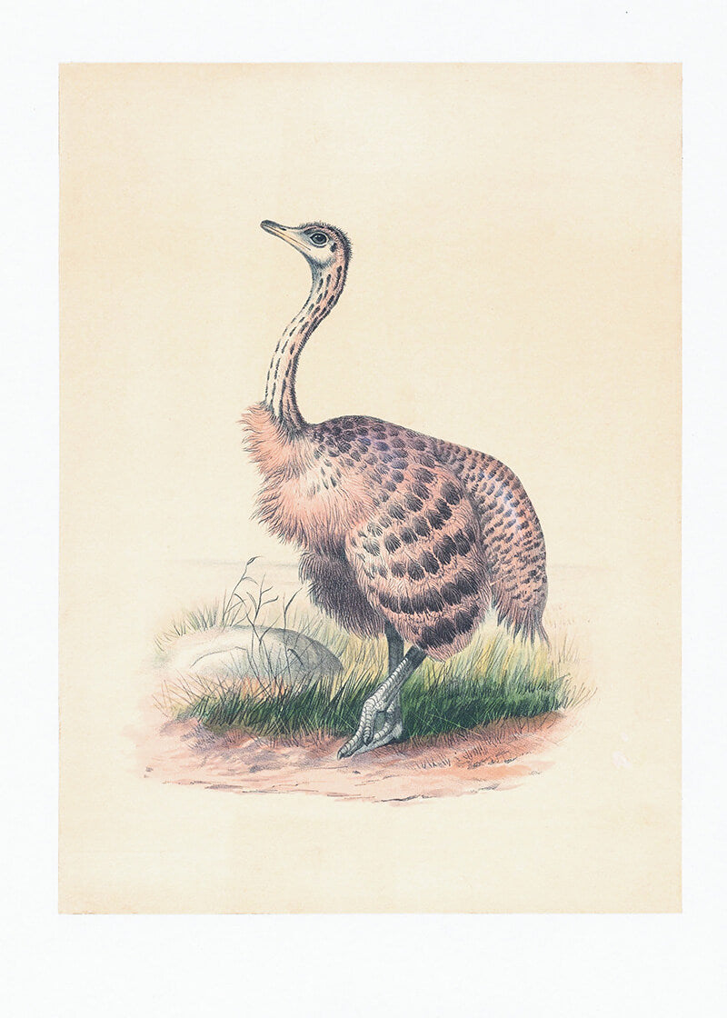 The Ostrich