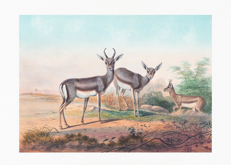 The Persian Gazelle